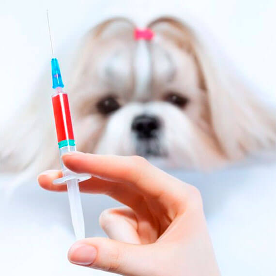 Vacinao em caes e gatos